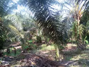 Pantai 1 Kuala Beringin
