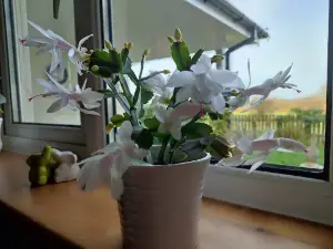 Trefhedyn