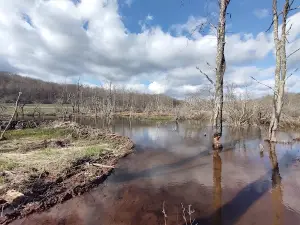 Elm Ridge Wild Forest