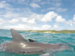Dolphin Encountours Research Center