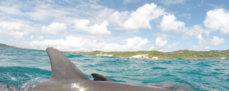 Dolphin Encountours Research Center