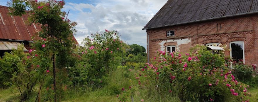 Rosen – Garten – Kultur