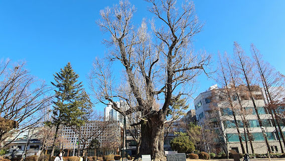 Cheongju Jungang Park
