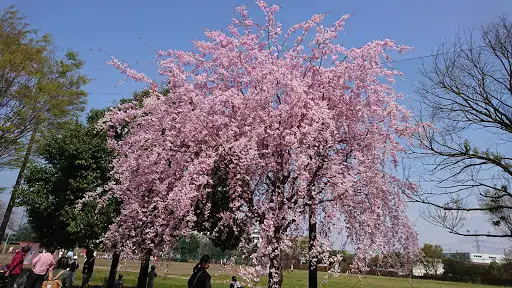 犢橋公園