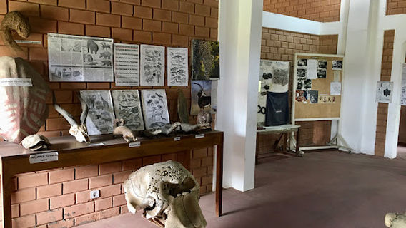 Musée de Loango