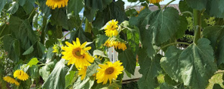 Horticulture - Fleurs Mathes