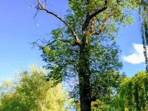 Park Tereshchenko (School №1)