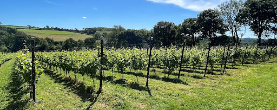Velfrey Vineyard