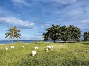 รุ่งเรือง บีช แคมป์ /RUNG RUENG BEACH CAMPING PLACE