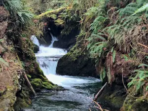 Quinault Rain Forest Trailhead