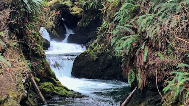 Quinault Rain Forest Trailhead