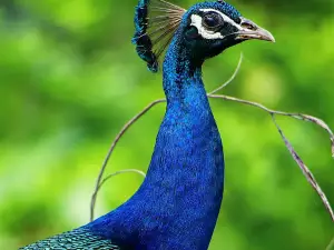Pauni Karhandla Wildlife Sanctuary And Tiger Reserve