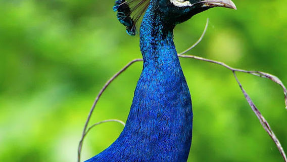 Pauni Karhandla Wildlife Sanctuary And Tiger Reserve