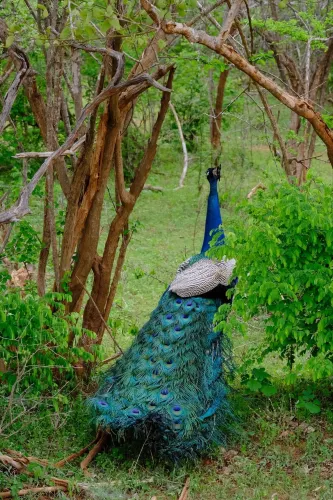 Udawalawe National Park