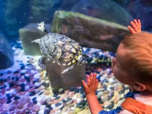 SEA LIFE Brighton