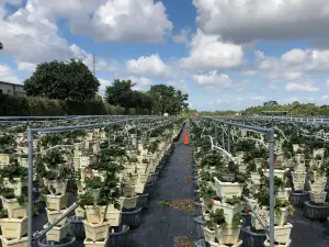 The Berry Farms