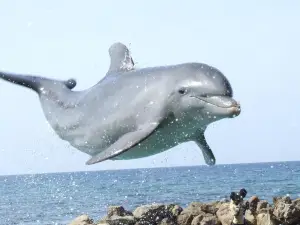Dolphin Cove Montego Bay