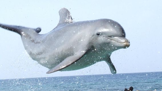 Dolphin Cove Montego Bay