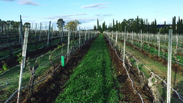 Lake's Folly Vineyard