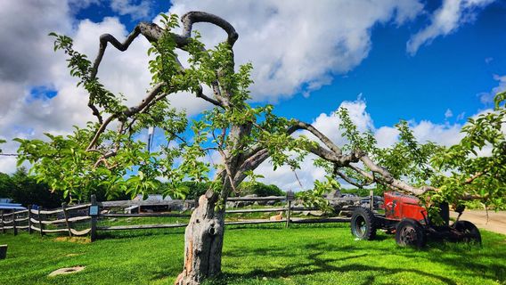 Red Apple Farm