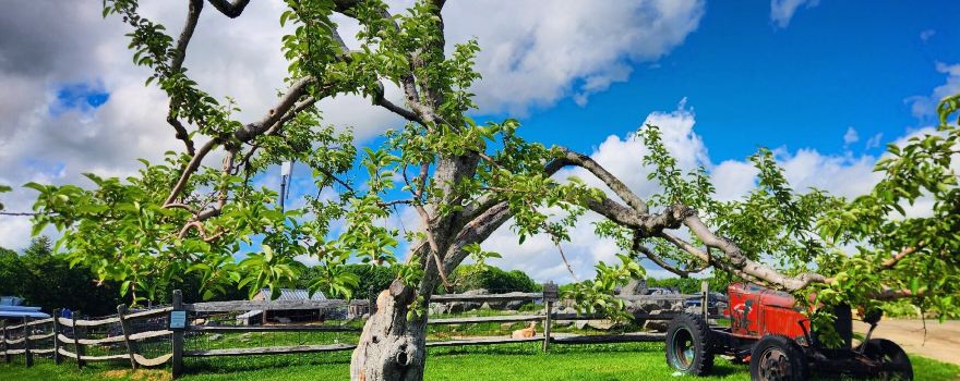 Red Apple Farm