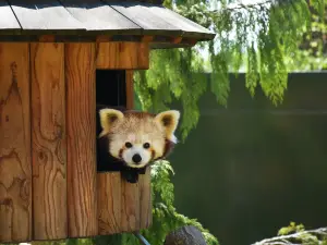 Zoo African Safari