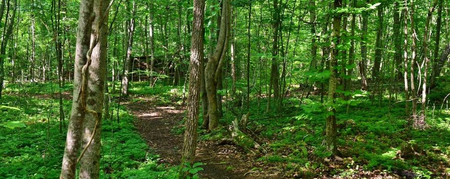 Mayo River State Park