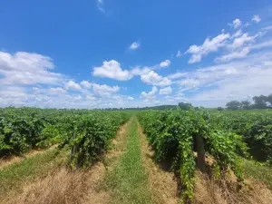 Still Pond Vineyard & Winery