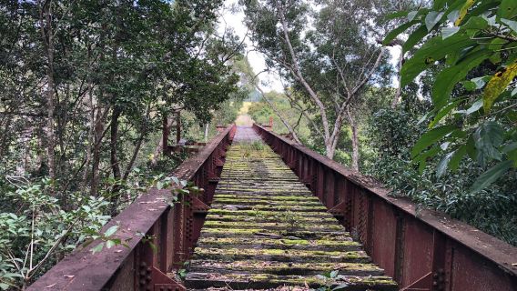 Yungaburra Platypus Viewing Platform