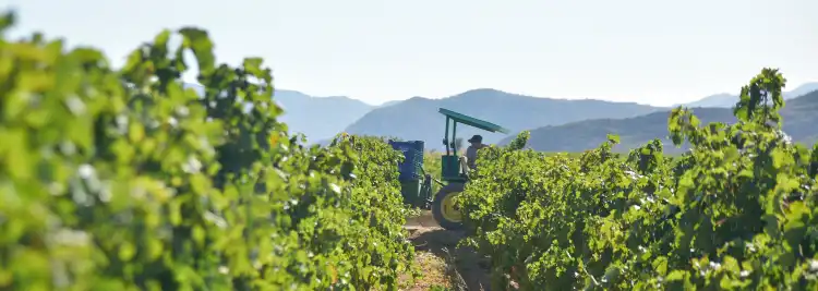 Hotels near Winery Cyprus|Cyprus Wine|Vlassides Winery