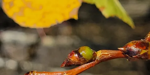 阿西尼博因森林