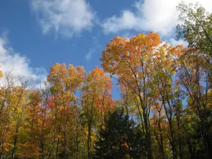 Bella Hill Maple Syrup