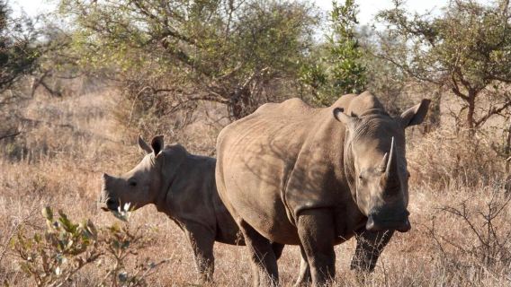 Southern Kruger Safaris