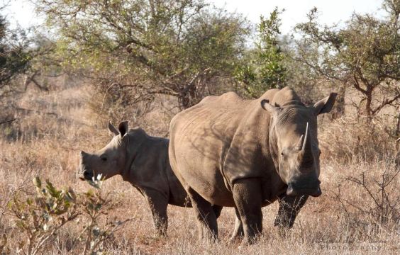 Southern Kruger Safaris