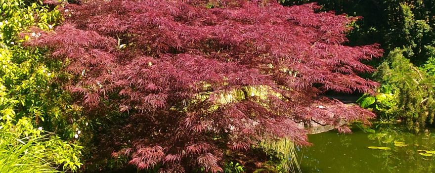 Bosc-Roger-sur-Buchy