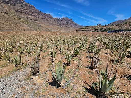 Finca Canarias Aloe Vera Fataga Tickets [2026] - Promos, Prices, Reviews &  Opening Hours | Trip.com