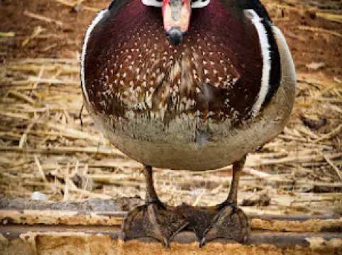 Snider Family Exotics