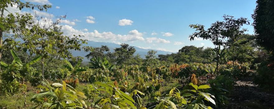 INDES-CES Jardin Semillero Clonal de Cacao Fino de Aroma de Amazonas