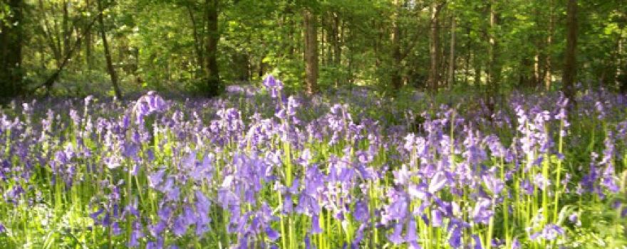 John's Lee Wood Scout Campsite