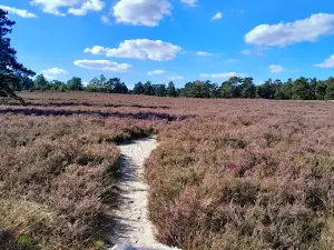 Heathland Wietzer Berg