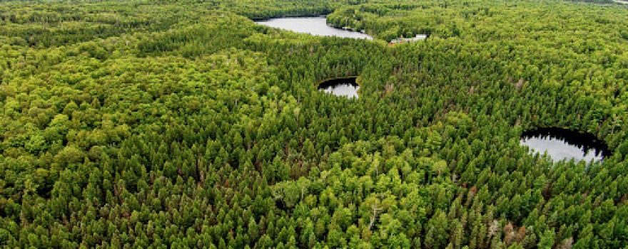 Twin Lakes Bog State Natural Area