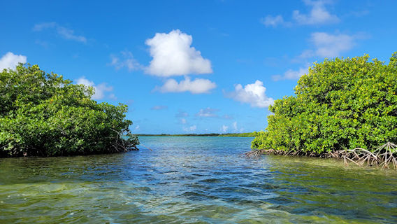 Mangrove Center