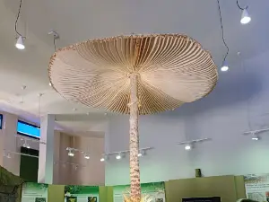 Centro de Interpretación de las Especies Micológicas
