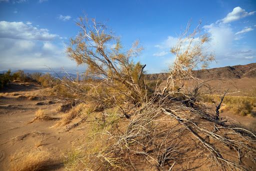 The Singing Dune