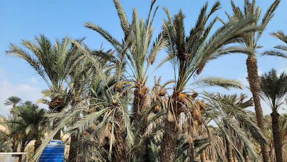 Al Badrashin