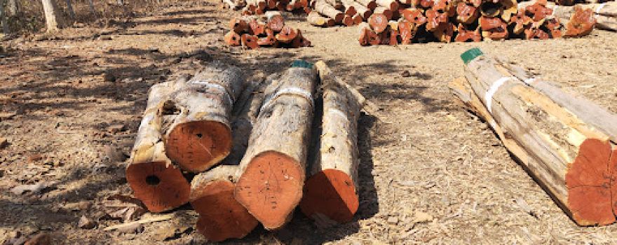 forest depo narmdangar production