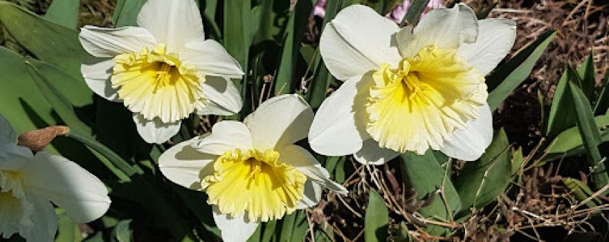 Familiengarten Niederglatt