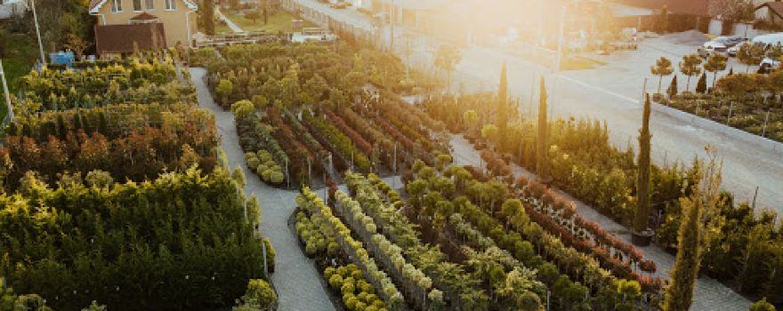 Adenandra Gardening