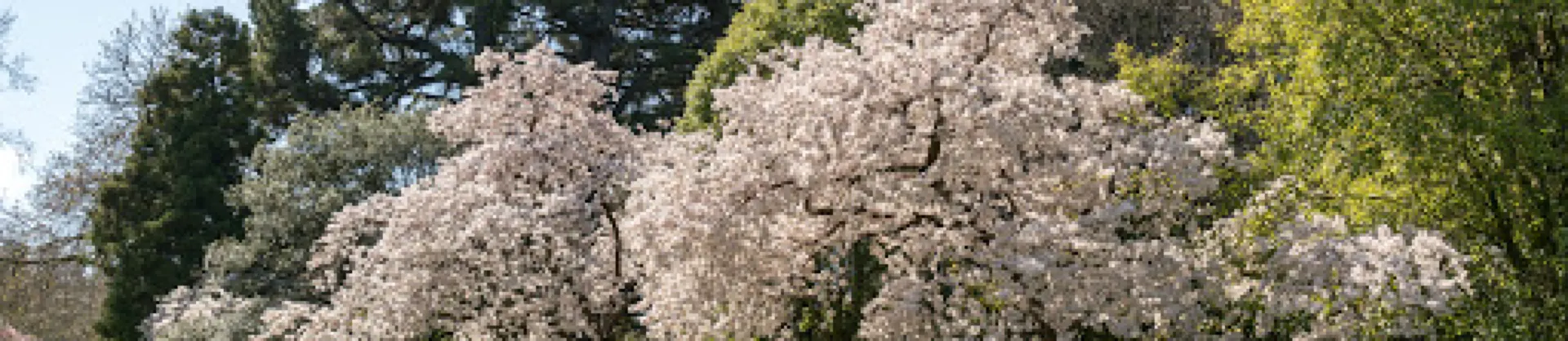 Blumenschau Attraktionen