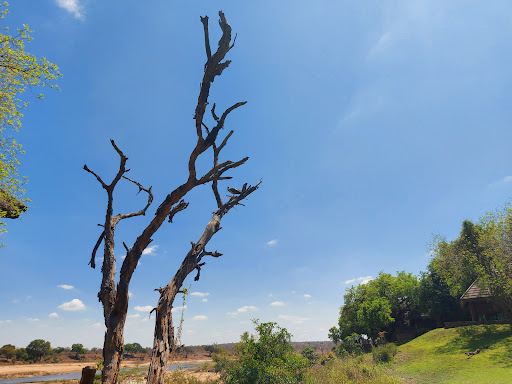 Elephant crossing hide